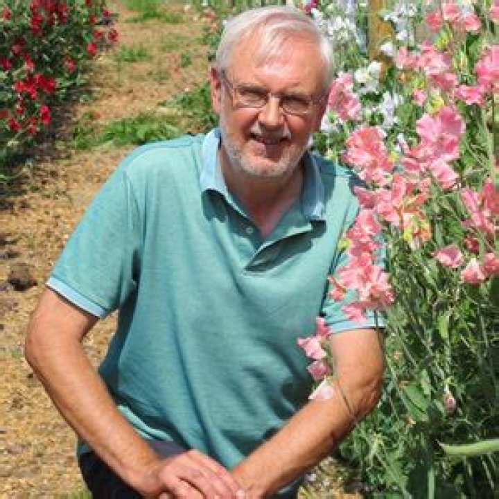 Enigma Roger Parsons Sweet Peas