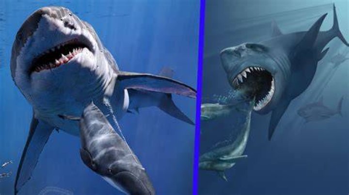 Megalodon targeted prey as large as killer whales when it roamed the