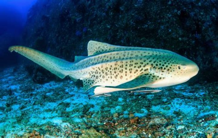 Why sharks are misunderstood! Virgin Media